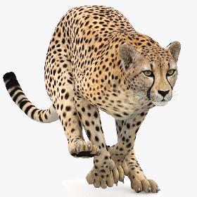 Cheetah Animated 3D model